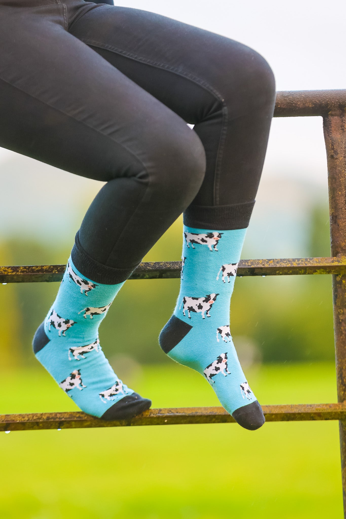 Dairy cow crew socks. A unisex design, these cosy cow socks have black and white cows on a sky blue background with a black top, heel and toe.