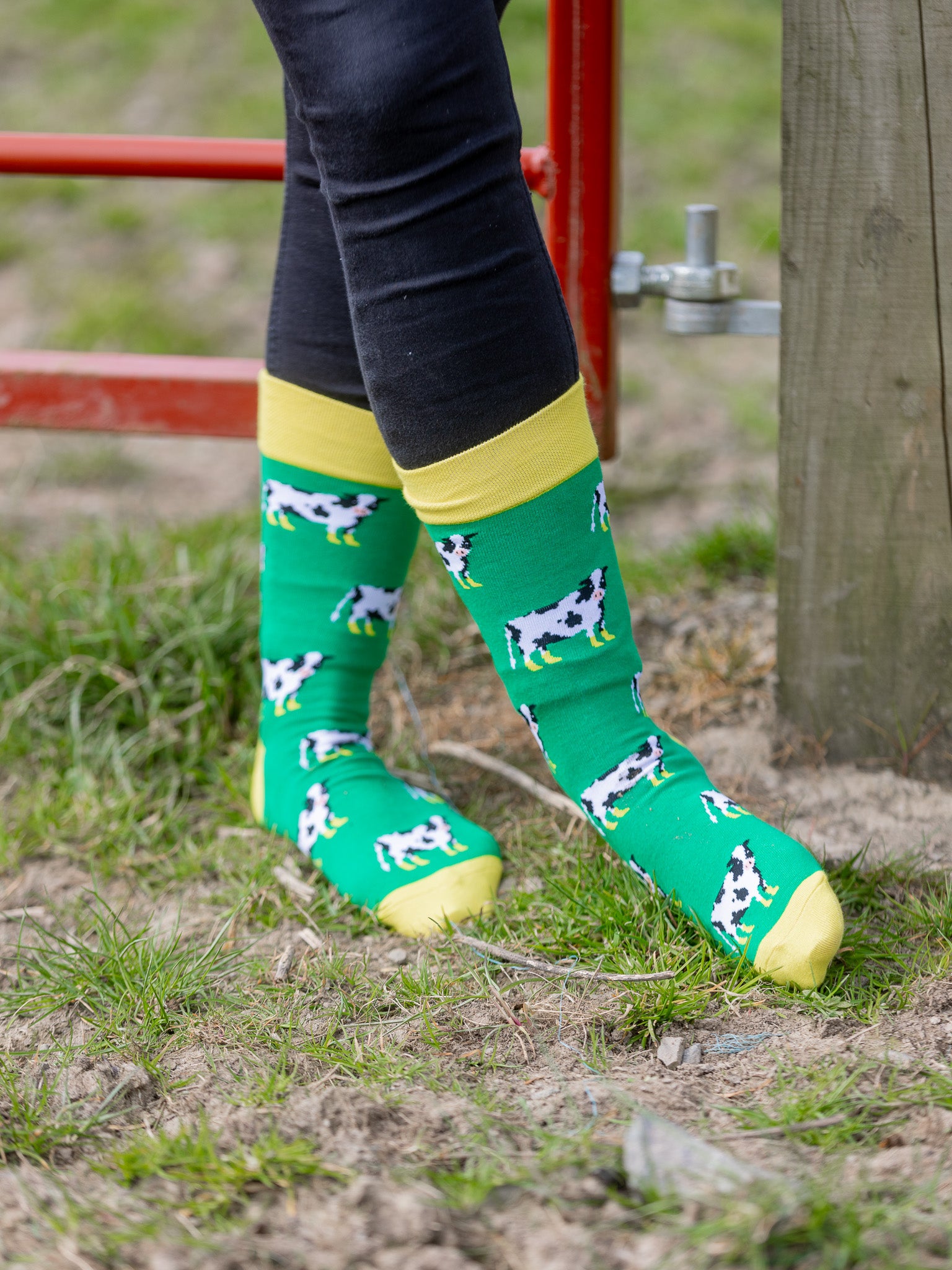 Vibrant unisex cow socks with black and white cows wearing yellow wellies on a grass green background and bright yellow top, heel and toe.