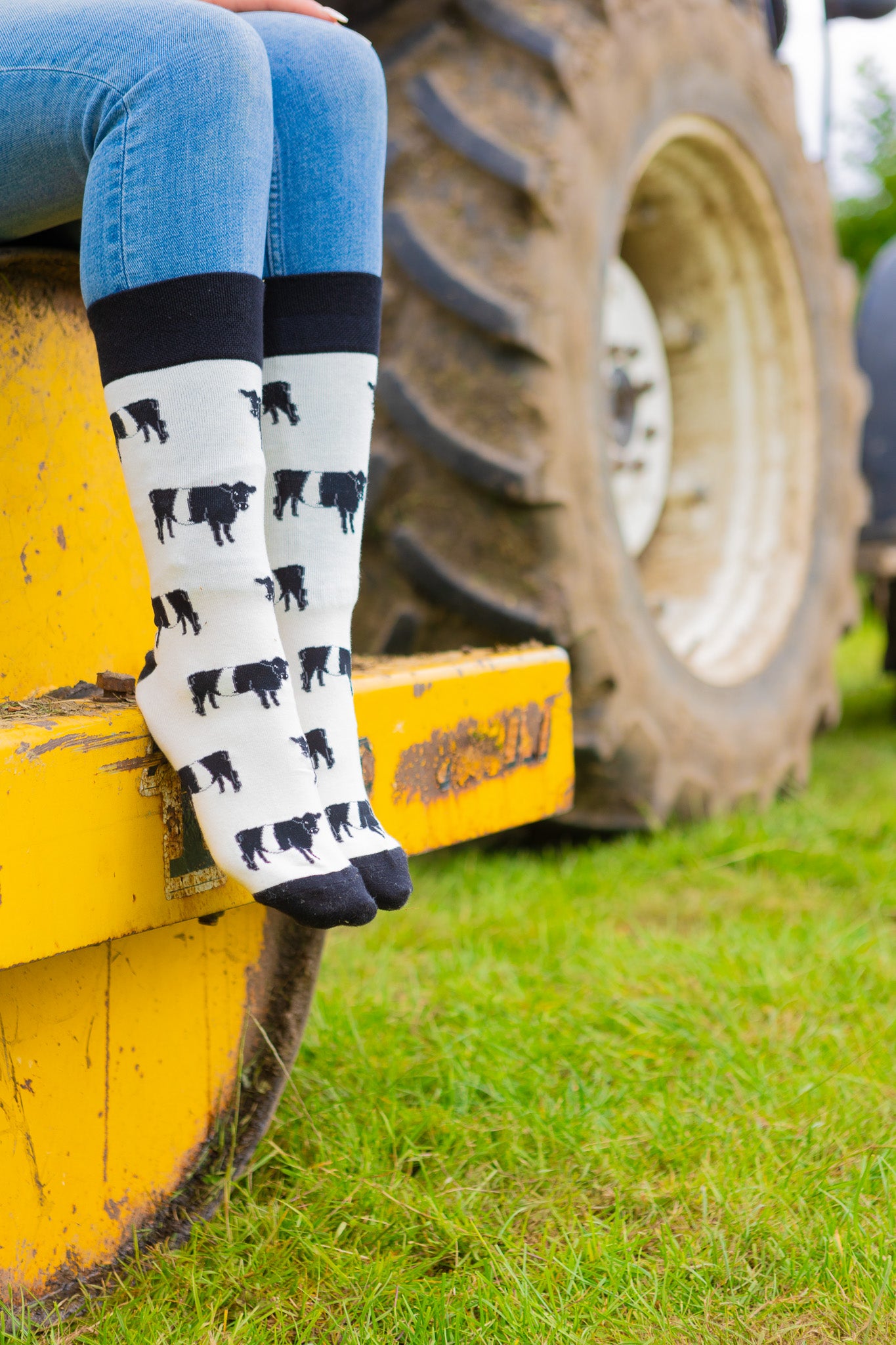 Belted Galloway cow socks. These cosy crew socks sport black and white belted Galloway cows on a cream background and black top, heel and toe.