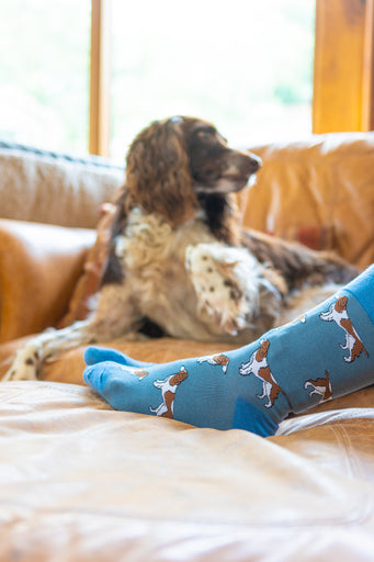 Adorable springer spaniel socks set against a lovely blue background, designed for dog lovers and countryside enthusiasts who appreciate country fashion. Featuring playful springer spaniel motifs, these cozy socks blend comfort and style, making them an ideal accessory for casual outings or relaxing at home. A perfect gift for pet lovers, adding a touch of charm to any outfit